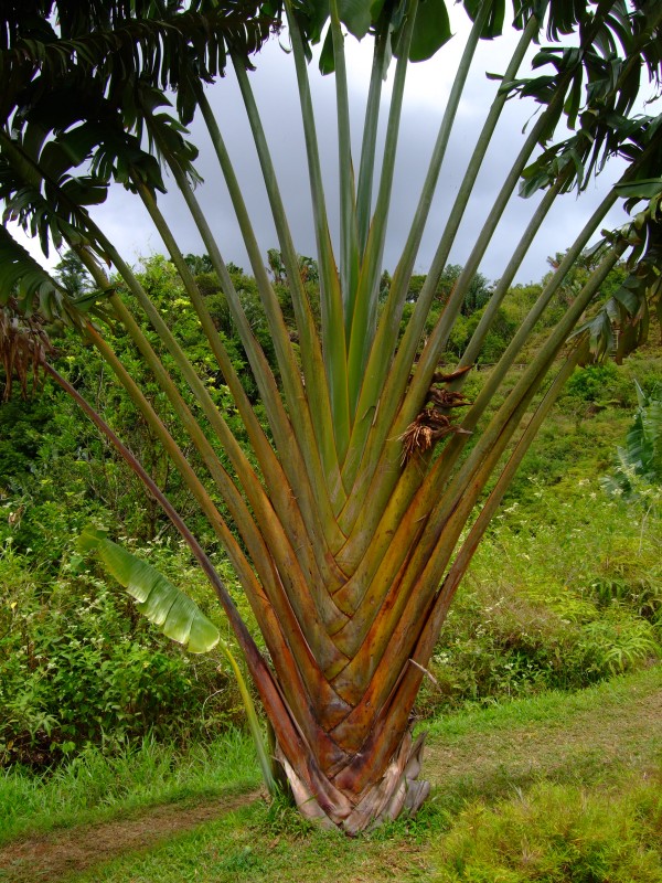 Mauritius 2010 - 0289 